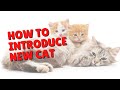 How To Introduce Cats | Two Crazy Cat Ladies #cats #introduction #cat