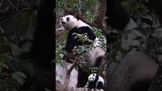 圓仔差點爬不上去茄苳樹 #panda #yuanzai #taipeizoo