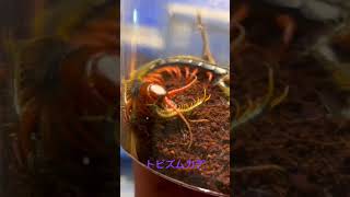 トビズムカデ産卵からの初めての食事！　#トビズムカデ #scolopendra #ムカデの産卵　#Scolopendramutilans #ムカデカッコいい　#ムカデ #奇蟲