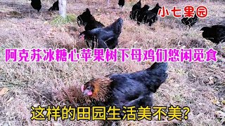 新疆阿克苏冰糖心红富士苹果采摘中，感受不一样的田园生活