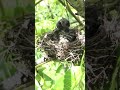 Bird's nest Black-capped vireo [ Review Bird Nest ]