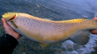 極寒の洞爺湖はブラウントラウトを釣ってラーメンを食らう