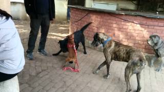 Small dog VS 3 big dogs.. Humpy style!