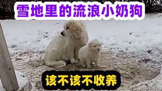 雪地里的一窝流浪小奶狗，该不该不收养