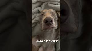 寝相が可愛すぎる愛犬 #ワイマラナー #大型犬