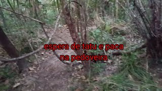 caçada de paca e tatú na pedoveira