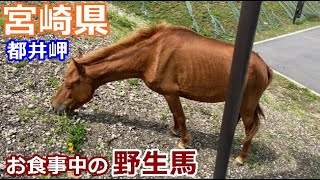 宮崎県,都井岬～野生の御崎馬