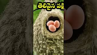 ఈ పక్షి చాలా intelligent#trending #shortsfeed #short