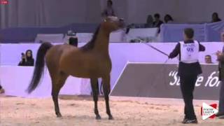 N.98 DONNA MOLTO BELLA SRA - Dubai 2016 - Mares 4-6 years old (Class 5)