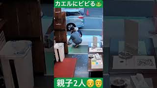 【おもしろ動画】親子2人でカエルにびっくりしてひっくり返るする所だった2人