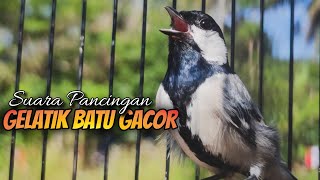 GELATIK BATU GACOR | SUARA PANCINGAN GELATIK BATU GACOR #189