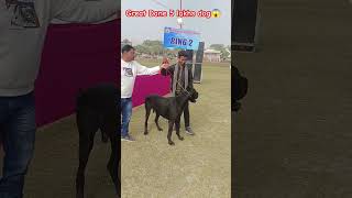 great Dane dog 😱 5 lakh dog ! kci dogs show #explore aligarh dog show #explore #greatdane