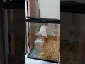 ハムスター🐹 脱走