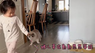 布偶猫真的太爱和孩子玩了，快养几只带娃吧【猪娣儿是一只猫】