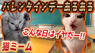 猫ミーム【学生バレンタインデーあるある】#猫マニ