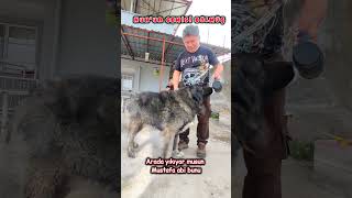 Adige'nin atı ve köpeği nasıl olur? #adige #çerkez #vlog