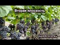 🍇 100 кг с одного куста ВИНОГРАДА. Шпалера формировка агротехника. Все подробности на канале.