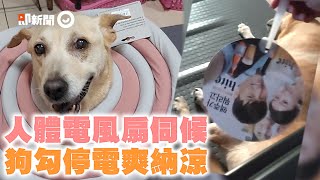 停電沒風扇吹！奴才全手動伺候狗狗　牠躺地爽納涼：強度可調嗎？｜寵物｜搧風｜扇子｜精選影片