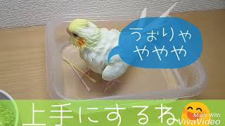 オカメインコ雛のはじめての水浴び