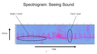 #4 Spectrograms