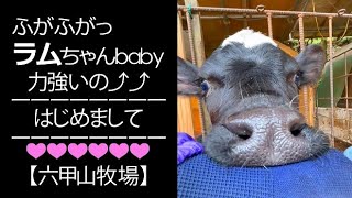 力強いラムちゃんbaby❤はじめまして仔牛ちゃん【六甲山牧場】#shorts