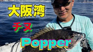 【爽快！】大阪湾のチヌをポッパーで釣る