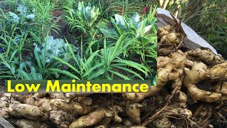 v71: Ginger Production!Learn how I grow Ginger while intercropping Cauliflower and Broccoli(ENG SUB)