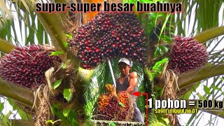 7,3 TON..😱 MEMANG APA ADANYA PANEN SAWIT UNGGUL BUAHNYA SUPER-SUPER BESAR || PAKAI EGREK TAJAM