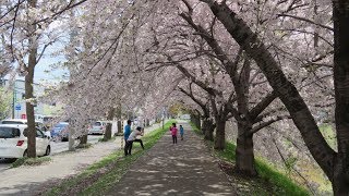 ビデオで見る札幌ウォーキングコース　新川さくら並木　2018/5/4