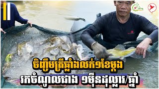 ចិញ្ចឹមត្រីឆ្លាំងលក់១ខែម្ដង រកចំណូលជាង ១ម៉ឺនដុល្លារ/ឆ្នាំ