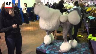 How Do You Prep A Poodle For A Dog Show?