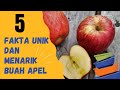 5 Fakta Unik dan Menarik Tentang Buah Apel. [ 5 FAKTA UNIK & MENARIK *EPS 3 ]