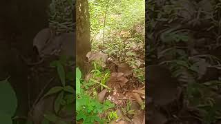 പാമ്പിന്റെ പുറ്റ് കണ്ടിട്ടുണ്ടോ#snakes #snake #trending #viral #trend