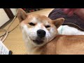 柴犬ハナ お腹を撫でると出ちゃう癖　 shiba s habit is cute.