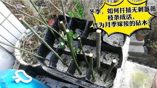 冬季，如何扦插成活蔷薇枝条，作为月季嫁接砧木？