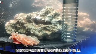 海缸饲养渐入佳境，小丑鱼开始钻奶嘴海葵，晚上噩耗传来奶嘴碎了