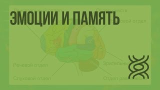 Особенности высшей нервной деятельности человека. Эмоции и память. Видеоурок по биологии 8 класс