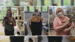 More than 300 cats up for adoption in West Michigan