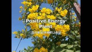 நாகசெண்பகம் [தங்கப்பட்டி] |  Yellow Bell [Yellow Trumpet]