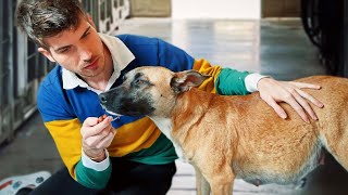 I Rescued A Pregnant Dog From A Kill Shelter & She Went Into Labor