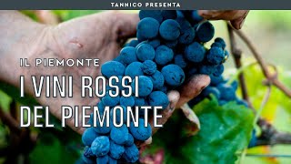 Guida ai vini rossi del Piemonte, non solo Nebbiolo, Dolcetto e Barbera | Tannico Flying School