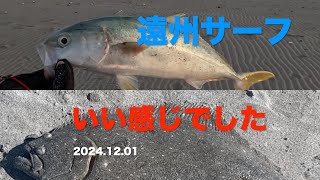 【サーフヒラメ】遠州サーフ青物＆ヒラメいい感じでした 2024.12.01