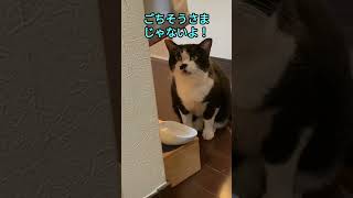 朝のウエットご飯時間＋ねだられ負けする飼い主　#shorts  #猫   #猫のいる暮らし