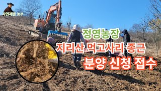 정영농장 지리산 먹고사리 종근 분양 신청 접수 중