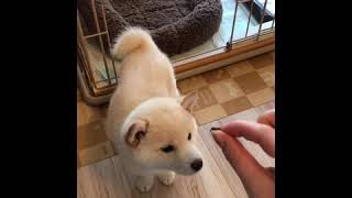 極小豆柴🐕コユキしゃん♡おすわりの練習