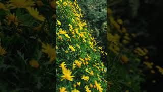 Yellow #tamil #love #song #music #tamilsong #lovesong #travel #ooty #yt #viralvideo #viralshorts #yt