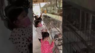 lahapnya si rabbit #kelinci #hewanlucu #viral #cute #viral