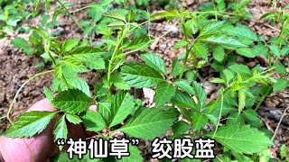 绞股蓝是一种珍贵药材，人称“神仙草”，看看都有啥好价值？