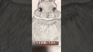 鉛筆だけでうさぎ描いてみた❗️ チャンネル登録よろしくお願いします❗️