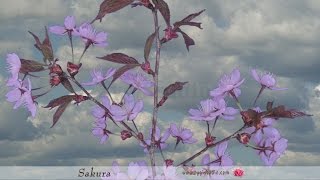 Timelapse of Opening Pink Sakura Tree Blossoms